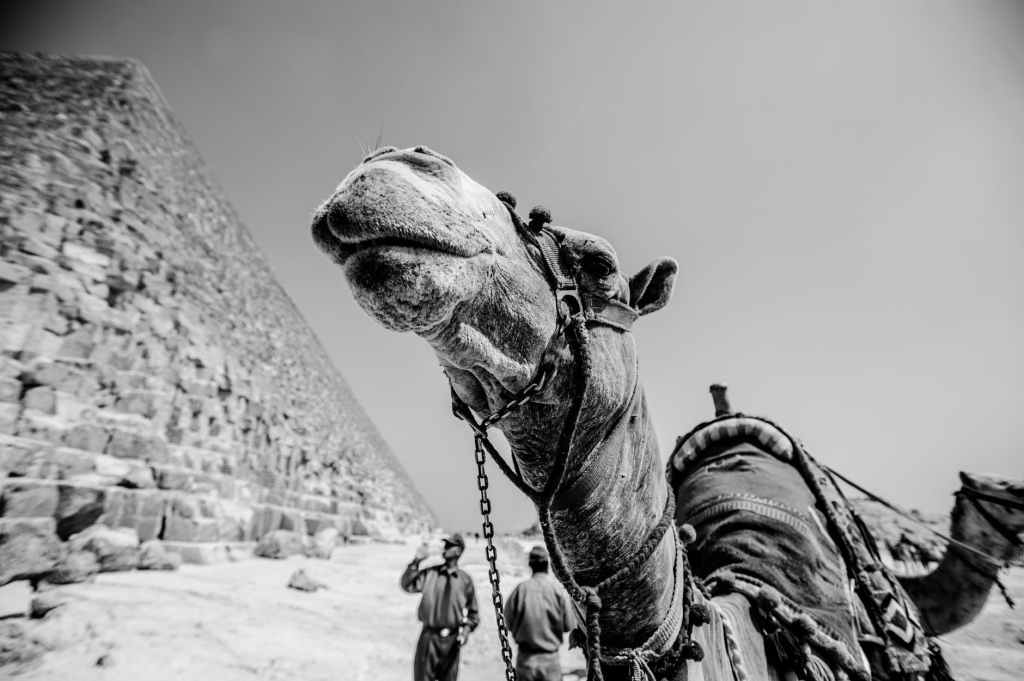 An Essence Of Rajasthan & Its Culture: CHOKI DHANI