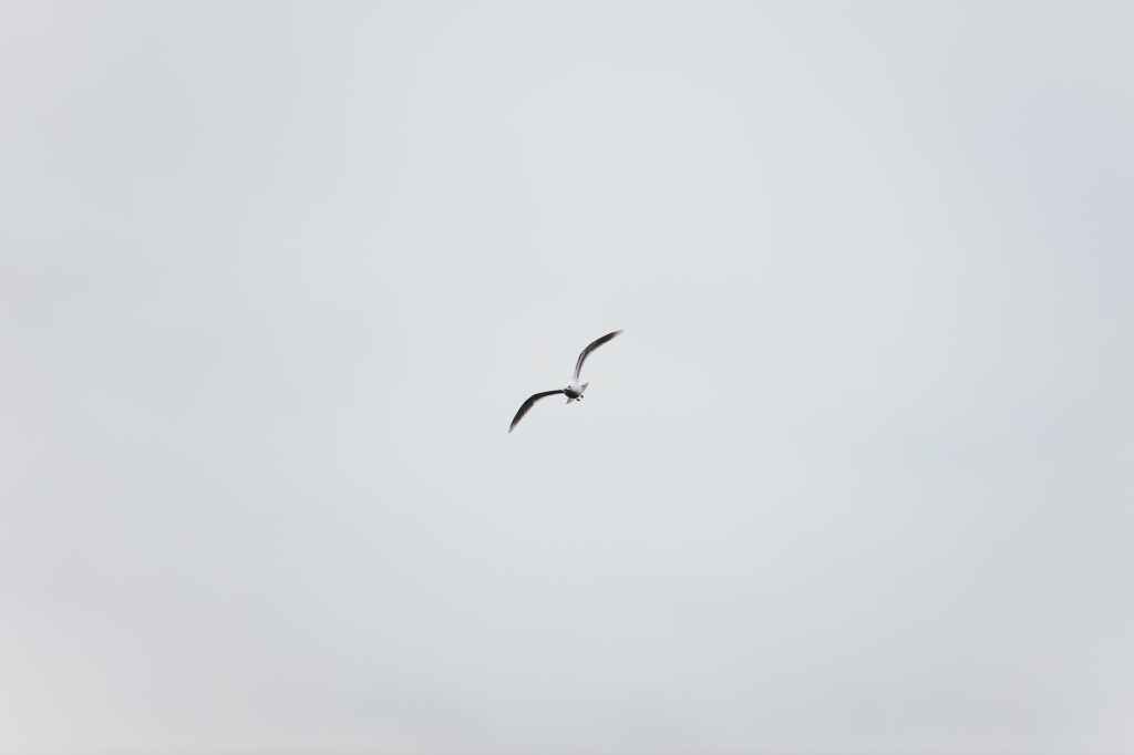 Scars: The Crest of&nbsp;Survival